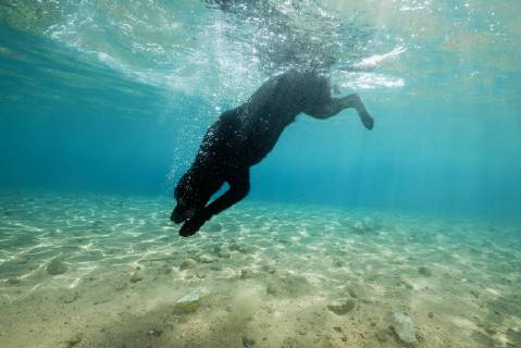 Schwarzer Hund taucht unter Wasser hinter einem Stein, Rotes Meer, Dahab, Ägypten, Afrika Copyright: imageBROKER/AndreyxNekrasov ibxaaa04600515.jpg
