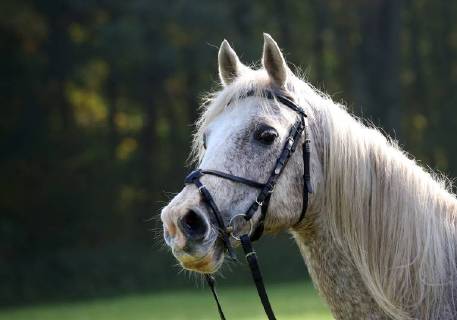 15.10.2017, Zernikow, Brandenburg, GER - Arabisches Vollblut ist auf Mexikanisches Reithalfter gezaeumt. (Pferd, Portrait, Portraet, Mexikanisches Reithalfter, Zaeumung, Profil, Freisteller, Zaumzeug, Reiten, Reitsport, Pferdesport, Riemen, Nasenriemen, Sperrriemen, Araber, Arabisches Vollblut, Vollblutaraber, Schimmel, Porträt) 171015D201ZERNIKOW