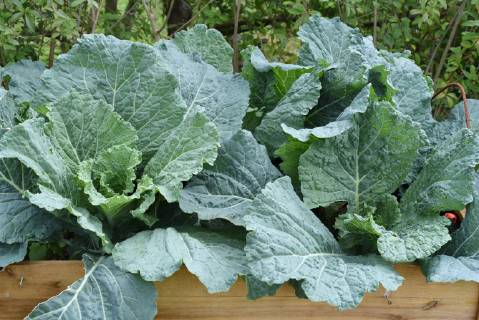 Hochbeet, Wirsing, Brassica oleracea var sabauda, Kohl, Raised bed, savoy cabbage, Brassica oleracea var sabauda,