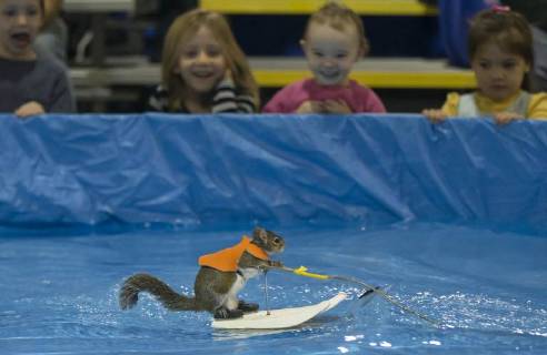 Entertainment Bilder der Woche Themen der Woche Bilder des Tages (180114) -- TORONTO, Jan. 14, 2018 -- Twiggy, the 10 years old Water-Skiing Squirrel, performs during the 2018 Toronto International Boat Show at Exhibition Place in Toronto, Canada, Jan. 14, 2018. ) CANADA-TORONTO-SKIING SQUIRREL ZouxZheng 