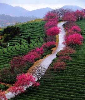Themen der Woche Bilder des Tages (180131) -- ZHANGPING, Jan. 31, 2018 -- Photo taken on Jan. 31, 2018 shows cherry blossoms at a tea garden in Yongfu Township of Zhangping City, southeast China s Fujian Province. Cherry blossoms in Yongfu attract a large number of tourists in flower season from January to March every year. )(mcg) CHINA-FUJIAN-ZHANGPING-CHERRY BLOSSOM (CN) WeixPeiquan 