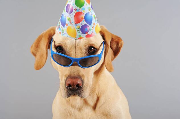 Labrador Retriever, gelb, Rüde, trägt Brille und Hut Copyright: imageBROKER/AnnixSommer ibxisa04624541.jpg