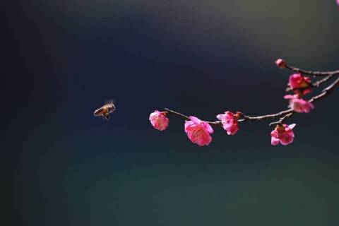 February 26, 2018 - China - CHINA-26th February 2018: Plum flowers blossom in spring. China  - ZUMAs145 20180226_zaa_s145_109 Copyright: xXuxCongjunx
