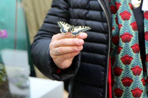 14.03.2018, Frankfurt, Palmengarten Städte wagen Wildnis -wird als Projekt der ,UN-Dekade Biologische Vielfalt˜ ausgezeichnet Stadt Frankfurt erhält Preis für das Projekt - Vielfalt Baum Bild zeigt: Christiane Paulus Bundesministerium für Umwelt, Naturschutz und Reaktorsicherheit (BMU) mit einem lebenden echten Schmetterling auf der Hand
