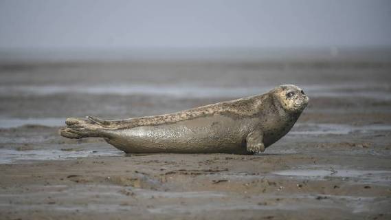 Bilder des Tages (180325) -- PANJIN, March 25, 2018 -- A spotted seal rests on the coastal mudflat of Sandaogou in Panjin, northeast China s Liaoning Province, March 25, 2018. Over 300 spotted seals rest here and will head back to the Pacific regions in late May. )(mcg) CHINA-LIAONING-PANJIN-SPOTTED SEALS (CN) PanxYulong 