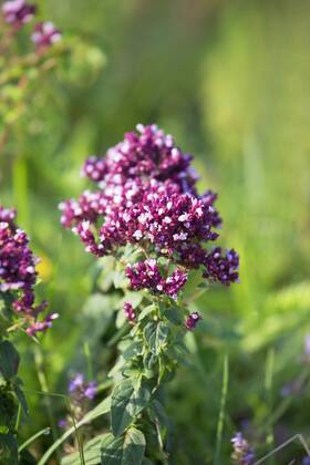 Gemeiner Dost, Scharfer Oreganum, Wilder Majoran, Oregano, Echter Dost (Origanum vulgare), bluehend, Deutschland wild origanum, wild marjoram (Origanum vulgare), blooming, Germany BLWS480490 Copyright: xblickwinkel M.xKuehnx