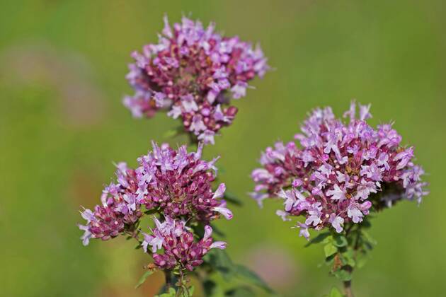 Gemeiner Dost, Scharfer Oreganum, Wilder Majoran, Oregano, Echter Dost (Origanum vulgare), bluehend, Deutschland wild origanum, wild marjoram (Origanum vulgare), blooming, Germany BLWS480491 Copyright: xblickwinkel M.xKuehnx