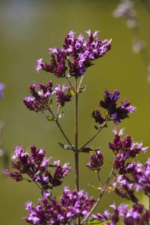 Gemeiner Dost, Scharfer Oreganum, Wilder Majoran, Oregano, Echter Dost (Origanum vulgare), bluehend, Deutschland, Bayern wild origanum, wild marjoram (Origanum vulgare), blooming, Germany, Bavaria BLWS485251 Copyright: xblickwinkel M.xKuehnx