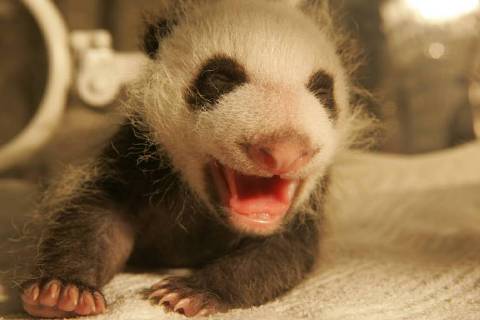 Entertainment Bilder des Tages June 26, 2018 - Chengdu, Chengdu, China - Chengdu, CHINA-26th June 2018: Cute baby panda at Chengdu Research Base of Giant Panda Breeding in Chengdu, southwest China s Sichuan Province. Chengdu China  - ZUMAs145 20180626_zaa_s145_093 Copyright: xZhangxZhihex