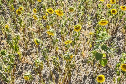 IMAGO Nature: Unsere Erde, Klimawandel, Dürren News Bilder des Tages 06.08.18, Hannover , Sonnenblumen Trockenheit Dürre Hitze