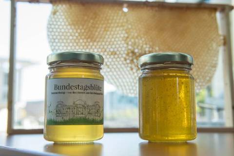 News Bilder des Tages Umwelt Honigernte Bundestags-Bienen Honigernte bei den Bundestags-Bienen. Oliver Krischer, Bienen-Vater des Parlaments und Vizechef der Bundestagsfraktion der Gruenen erntete zusammen mit seinem Mitarbeiter Daniel Holstein und dem Imker Dr. Benedikt Polaczeck von der Technischen Universitaet, am Dienstag den 7. August 2018 im Paul-Loebe-Haus den Honig der Bundestagsbienen. Insgesamt wird eine Ernte von bis zu 100 Kilogramm von den drei Bienenvoelkern erwartet. Die Bienenvoelker wurden 2016 als Zeichen gegen das Bienensterben von der gruenen Bundestagsabgeordneten Baerbel Hoehn aufgestellt. Im Bild: Der frisch geschleuderte Bundestagshonig. 7.8.2018, Berlin