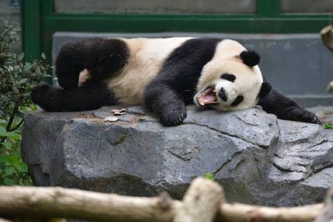 Entertainment Bilder des Tages August 20, 2018 - Nanjin, Nanjin, China - Nanjing, CHINA-An adorable panda at Hongshan Forest Zoo in Nanjing, east China s Jiangsu Province. Nanjin China  - ZUMAs145 20180820_zaa_s145_336 Copyright: xFangxDongxux