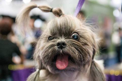 Entertainment Bilder der Woche KW34 Entertainment Bilder des Tages SÃO PAULO, SP - 21.08.2018: PET SOUTH AMERICA 2018 - During Pet South America 2018? the main business event of the Pet and Veterinary segment in Latin America. Event that happens from August 21 to 23, 2018, at São Paulo Expo - Rodovia dos Imigrantes km 1,5, São Paulo. x1591074x  FábioxGuinalz