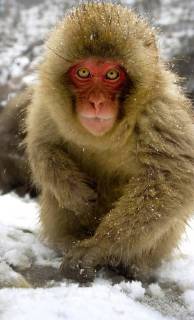 Schneeaffe, Schnee-Affe, Japanmakak, Japanmakake, Japan-Makak, Japanmakake, Japan-Makake, Rotgesichtsmakak, Rotgesichts-Makak, Rotgesichts-Makake, Rotgesichtsmakake (Macaca fuscata), in Winter, Japan Japanese macaque, snow monkey (Macaca fuscata), in winter, Japan BLWS493916 Copyright: xblickwinkel AGAMI M.xGuytx
