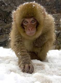 Schneeaffe, Schnee-Affe, Japanmakak, Japanmakake, Japan-Makak, Japanmakake, Japan-Makake, Rotgesichtsmakak, Rotgesichts-Makak, Rotgesichts-Makake, Rotgesichtsmakake (Macaca fuscata), Jungtier in Winter, Japan Japanese macaque, snow monkey (Macaca fuscata), juvenile in winter, Japan BLWS493917 Copyright: xblickwinkel AGAMI M.xGuytx