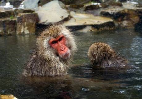 Schneeaffe, Schnee-Affe, Japanmakak, Japanmakake, Japan-Makak, Japanmakake, Japan-Makake, Rotgesichtsmakak, Rotgesichts-Makak, Rotgesichts-Makake, Rotgesichtsmakake (Macaca fuscata), badet in einer heissen Quelle, Japan Japanese macaque, snow monkey (Macaca fuscata), bathing in a hot spring, Japan BLWS493922 Copyright: xblickwinkel AGAMI M.xGuytx