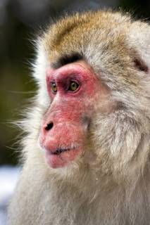 Schneeaffe, Schnee-Affe, Japanmakak, Japanmakake, Japan-Makak, Japanmakake, Japan-Makake, Rotgesichtsmakak, Rotgesichts-Makak, Rotgesichts-Makake, Rotgesichtsmakake (Macaca fuscata), Portraet, Japan Japanese macaque, snow monkey (Macaca fuscata), portrait, Japan BLWS493925 Copyright: xblickwinkel AGAMI M.xGuytx