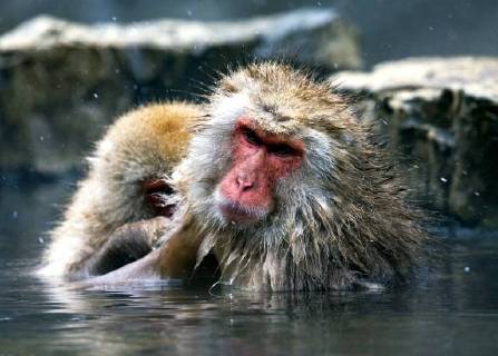 Schneeaffe, Schnee-Affe, Japanmakak, Japanmakake, Japan-Makak, Japanmakake, Japan-Makake, Rotgesichtsmakak, Rotgesichts-Makak, Rotgesichts-Makake, Rotgesichtsmakake (Macaca fuscata), badet in einer heissen Quelle, Japan Japanese macaque, snow monkey (Macaca fuscata), bathing in a hot spring, Japan BLWS493926 Copyright: xblickwinkel AGAMI M.xGuytx