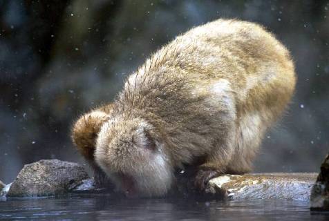 Schneeaffe, Schnee-Affe, Japanmakak, Japanmakake, Japan-Makak, Japanmakake, Japan-Makake, Rotgesichtsmakak, Rotgesichts-Makak, Rotgesichts-Makake, Rotgesichtsmakake (Macaca fuscata), trinkend, Japan Japanese macaque, snow monkey (Macaca fuscata), drinking, Japan BLWS493927 Copyright: xblickwinkel AGAMI M.xGuytx