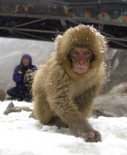 Schneeaffe, Schnee-Affe, Japanmakak, Japanmakake, Japan-Makak, Japanmakake, Japan-Makake, Rotgesichtsmakak, Rotgesichts-Makak, Rotgesichts-Makake, Rotgesichtsmakake (Macaca fuscata), Jungtier in Winter im Zoo, Japan Japanese macaque, snow monkey (Macaca fuscata), juvenile in winter, Japan BLWS493918 Copyright: xblickwinkel AGAMI M.xGuytx
