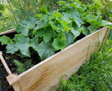 Hochbeet, Gurken, Cumumis, sativus Raised bed, cucumbers, cumumis, sativus
