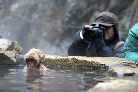 Schneeaffe, Schnee-Affe, Japanmakak, Japanmakake, Japan-Makak, Japanmakake, Japan-Makake, Rotgesichtsmakak, Rotgesichts-Makak, Rotgesichts-Makake, Rotgesichtsmakake (Macaca fuscata), Fotograf macht Fotos eines Affen im Wasser, Japan, Hokkaido Japanese macaque, snow monkey (Macaca fuscata), photographer taking photo of monkey in water, Japan, Hokkaido BLWS497529 Copyright: xblickwinkel AGAMI M.xGuytx