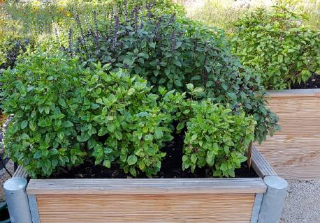 Hochbeet, Kraeuter, Gemuese raised bed, Herbs, Vegetables