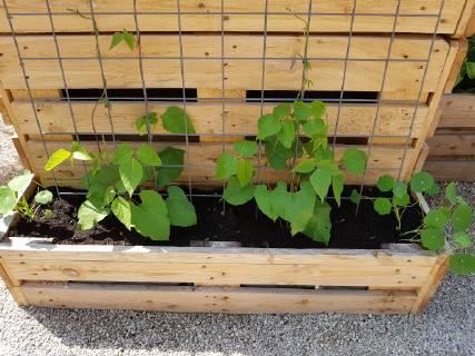 Hochbeet, Kraeuter, Gemuese raised bed, Herbs, Vegetables