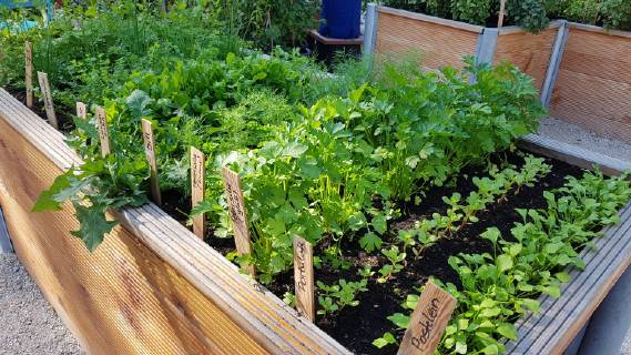 Hochbeet, Kraeuter, Gemuese raised bed, Herbs, Vegetables
