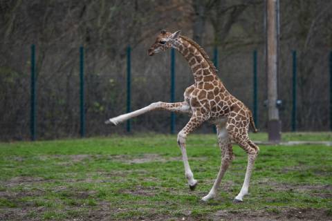 Entertainment Bilder des Tages Zum ersten Mal erkundet die am 03.11.2018 geborene Rothschild-Giraffe Ella (Giraffa camelopardalis rothschildi) das Freigehege im Tierpark Berlin-Friedrichsfelde. Foto: Volker Hohlfeld Ellas erster Ausflug