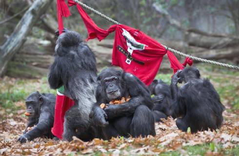 Entertainment Bilder der Woche KW47 Entertainment Bilder des Tages The Netherlands - Arnhem - Today, the chimpanzees of the Dutch royal zoo, Burgers Zoo , in Arnhem got some so called ugly Christmas sweaters filled with healthy appetizers offered by the animal carers. The Arnhem Zoo supports the initiative for the Ugly Christmas Sweater Day 2018 of Save the Children which takes place on Friday 14 December 2018. Credit: Luuk van der Lee Hollandse Hoogte  Copyright: xHollandsexHoogtex xLuukxvanxderxLeexFotografiex x84603543x