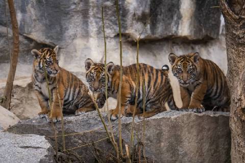 Entertainment Bilder der Woche KW47 Entertainment Bilder des Tages Am 22.11.2018 erhielten die vier am 04.08.2018 im Tierpark Berlin-Friedrichsfelde geborenen Sumatra-Tigerbabys (Panthera tigris sumatrae) die Namen Kiara, Oscar, Willi und Seri. Sumatra-Tiger gehören zu den seltensten Großkatzen der Welt. Nach Schätzungen leben nur noch 350 bis 450 Tiger in den Regenwäldern Sumatras in Freiheit. Volker Hohlfeld Tiger-Taufe