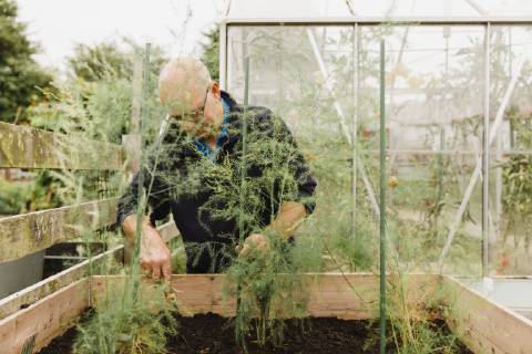 Senior man digging soil in allotment model released Symbolfoto  NMSF00253
