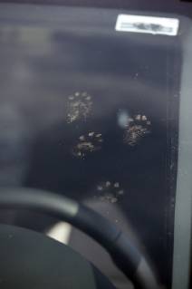 15.04.2018, Graditz, Sachsen, GER - Pfotenabdruecke eines Marders auf der Frontscheibe eines Autos. (Abdruck, Abdruecke, aussen, Aussenaufnahme, Auto, deutsch, Deutschland, Europa, europaeisch, Fauna, Frontscheibe, Graditz, HF, Hochformat, Marder, Marderschaden, Marderspur, Natur, niemand, Pfotenabdruck, Pfotenabdruecke, PKW, Sachsen, Scheibe, Spur, Tierreich, Tierwelt, Westeuropa) 180415D404GRADITZ