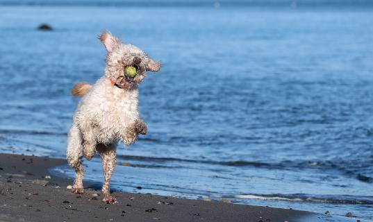 Winterimpressionen am Strand, Hund tobt in den Wintersonnenstrahlen am Brodener Ufer Travemuende