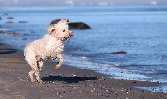 Winterimpressionen am Strand, Hund tobt in den Wintersonnenstrahlen am Brodener Ufer Travemuende