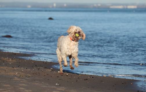 Winterimpressionen am Strand, Hund tobt in den Wintersonnenstrahlen am Brodener Ufer Travemuende