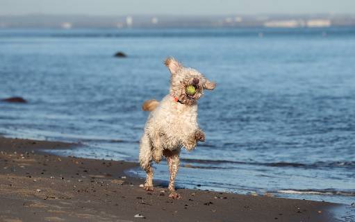 Winterimpressionen am Strand, Hund tobt in den Wintersonnenstrahlen am Brodener Ufer Travemuende