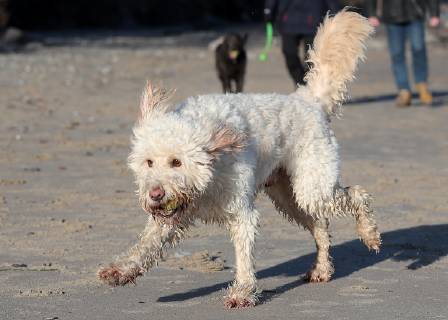 Winterimpressionen am Strand, Hund tobt in der Wintersonne am Brodener Ufer Travemuende