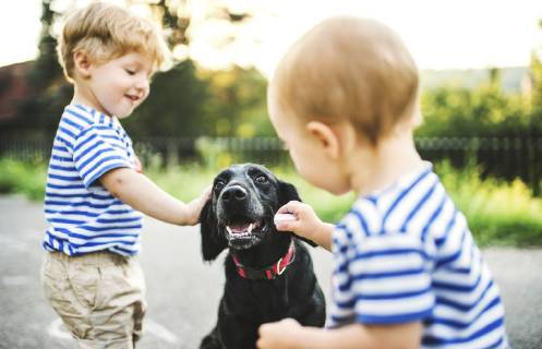 Toddler and his little sister stroking dog outdoors model released Symbolfoto property released  HAPF02788