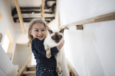 Portrait of little girl with her Siamese cat at home model released Symbolfoto property released  KMKF00641