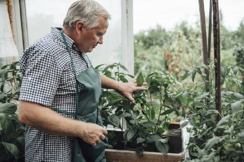 Mature man, gardener in greenhouse model released Symbolfoto property released  VPIF01107