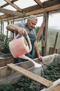 Mature man, gardener in greenhouse watering plants model released Symbolfoto property released  VPIF01109