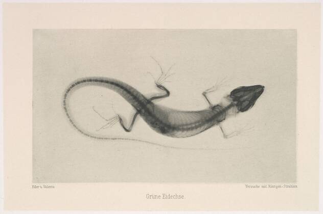 Grüne Eidechse, 1896, Photogravure, Image: 3 5 8 × 6 1 4 in. (9.2 × 15.9 cm), Photographs, Josef Maria Eder (Austrian, Krems an der Donau, 1855–1944 Kitzbühel) and, Eduard Valenta (Austrian, 1857–1937), Eder was the director of an institute for graphic processes and the author of an early history of photography. With the photochemist Valenta, he produced a portfolio in January 1896, less than a month after Wilhelm Conrad Röntgen published his discovery of X-rays Copyright: Artokoloro AM170720_053905