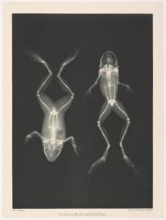 Frösche in Bauch und Rückenlage, 1896, Photogravure, Image: 9 in. × 6 1 2 in. (22.8 × 16.5 cm), Photographs, Josef Maria Eder (Austrian, Krems an der Donau, 1855–1944 Kitzbühel) and, Eduard Valenta (Austrian, 1857–1937), Eder was the director of an institute for graphic processes and the author of an early history of photography. With the photochemist Valenta, he produced a portfolio in January 1896, less than a month after Wilhelm Conrad Röntgen published his discovery of X-rays Copyright: Artokoloro AM170720_053910
