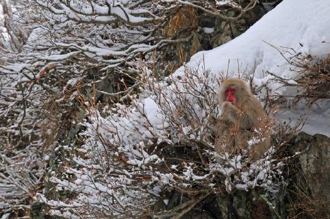 Schneeaffe, Schnee-Affe, Japanmakak, Japanmakake, Japan-Makak, Japanmakake, Japan-Makake, Rotgesichtsmakak, Rotgesichts-Makak, Rotgesichts-Makake, Rotgesichtsmakake (Macaca fuscata), sitzt auf einem Baum im Schnee, Japan, Hokkaido Japanese macaque, snow monkey (Macaca fuscata), sitting on a tree in snow, Japan, Hokkaido BLWS518325 Copyright: xblickwinkel AGAMI H.xGermeraadx