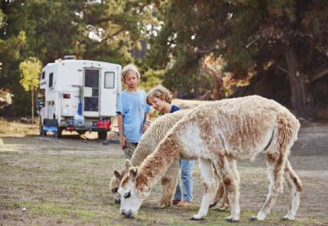 Chile, Vina del Mar, two boys stroking llamas in front of a camper in the forest model released Symbolfoto property released  SSCF00093
