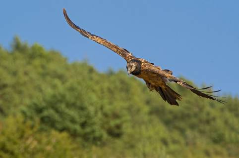 Bartgeier, Bart-Geier, Laemmergeier, Laemmer-Geier (Gypaetus barbatus), im Flug, Italien Lammergeier, Bearded Vulture (Gypaetus barbatus), in flight, Italy BLWS520774 Copyright: xblickwinkel AGAMI A.xGhignonex