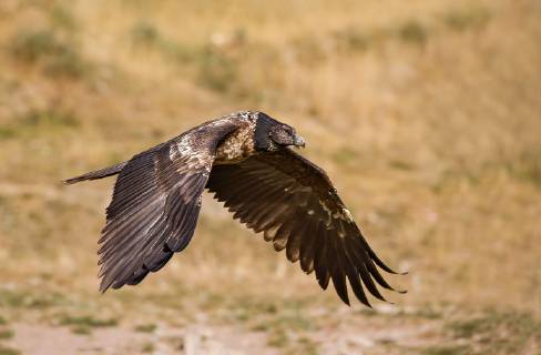 Bartgeier, Bart-Geier, Laemmergeier, Laemmer-Geier (Gypaetus barbatus), Jungvogel im Flug, Italien Lammergeier, Bearded Vulture (Gypaetus barbatus), juvenile, Italy BLWS520785 Copyright: xblickwinkel AGAMI A.xGhignonex