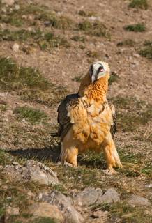 Bartgeier, Bart-Geier, Laemmergeier, Laemmer-Geier (Gypaetus barbatus), sitzt am Boden, Italien Lammergeier, Bearded Vulture (Gypaetus barbatus), on the ground, Italy BLWS520773 Copyright: xblickwinkel AGAMI A.xGhignonex